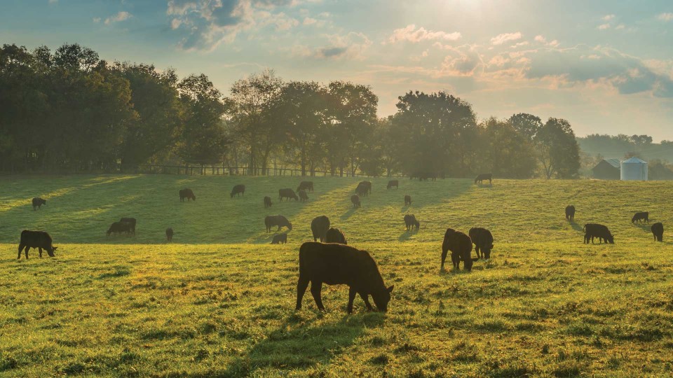 USA Pastureland Regenerative Agriculture - Photo 2