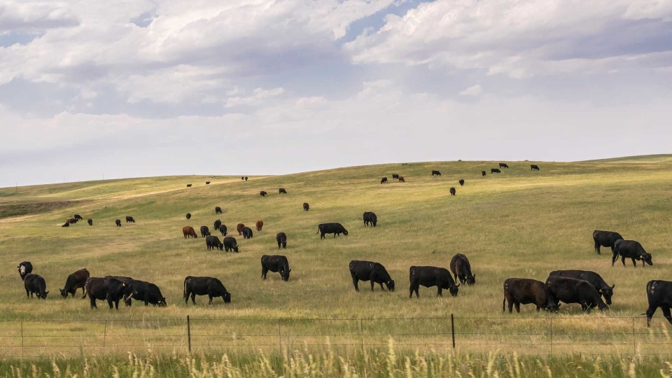 USA Pastureland Regenerative Agriculture - Photo 3