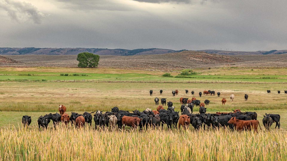 USA Pastureland Regenerative Agriculture - Photo 4